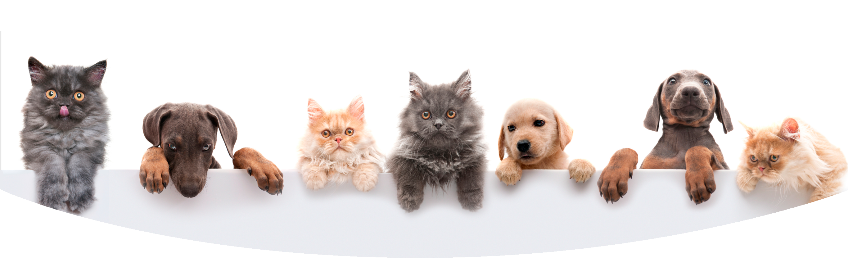 Fundo topo com cães e gatos